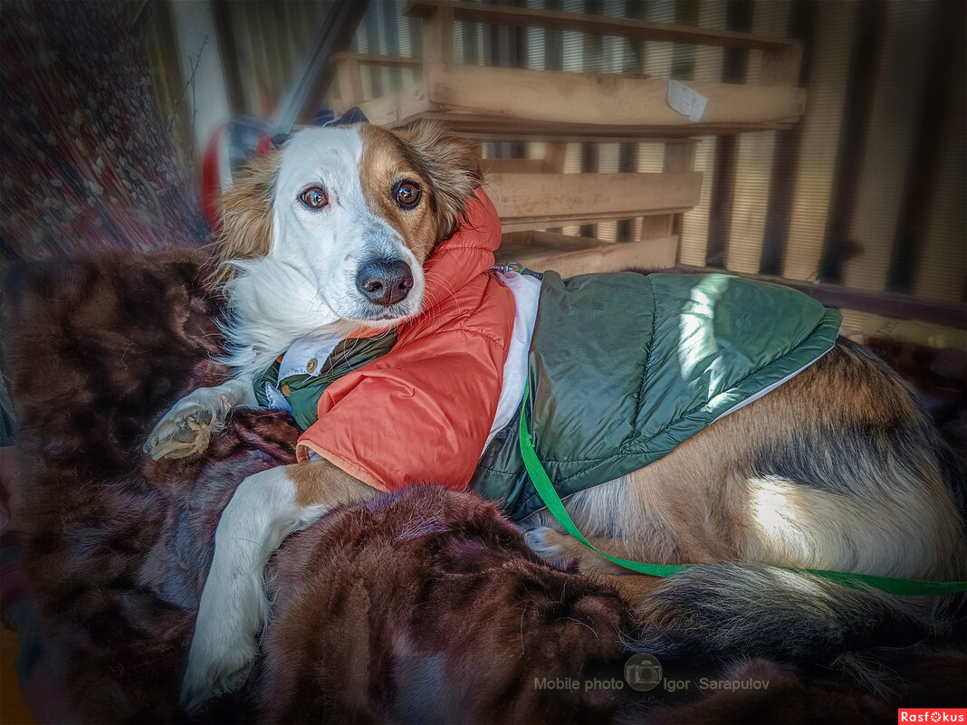 Герда - Игорь Сарапулов Герда - Игорь Сарапулов