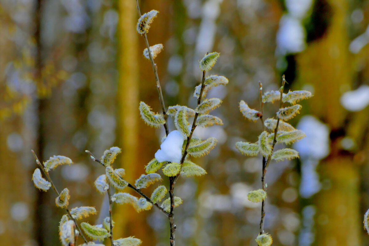 начало апреля 18 - Александр Прокудин