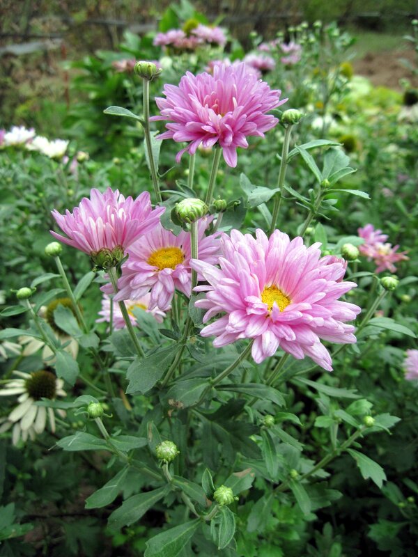 Хризантемы. - Ирина *** Хризантемы. - Ирина ***