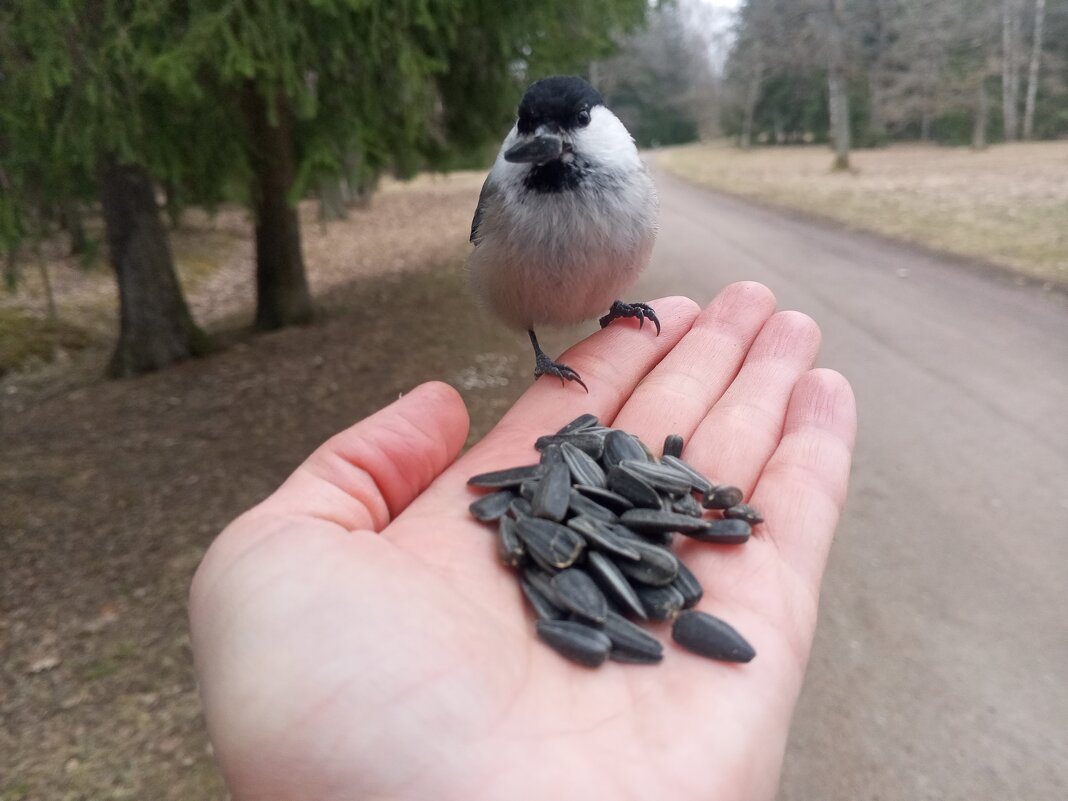 Пухляк - Сапсан 