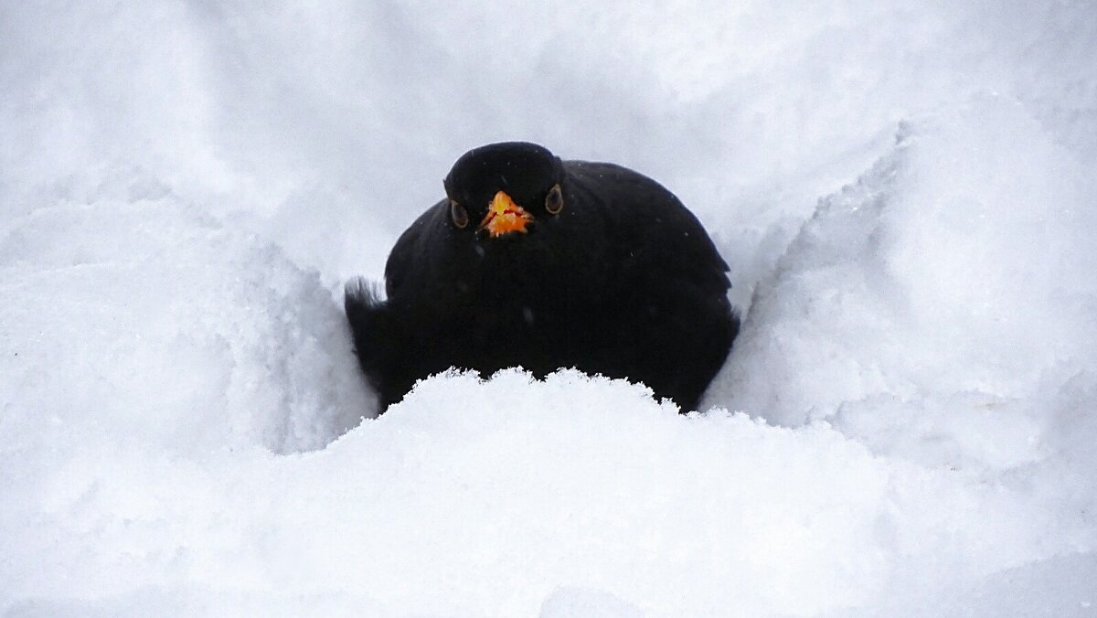 "Фотограф, проходи, не мешай птенцов высиживать!" - Милешкин Владимир Алексеевич "Фотограф, проходи, не мешай птенцов высиживать!" - Милешкин Владимир Алексеевич