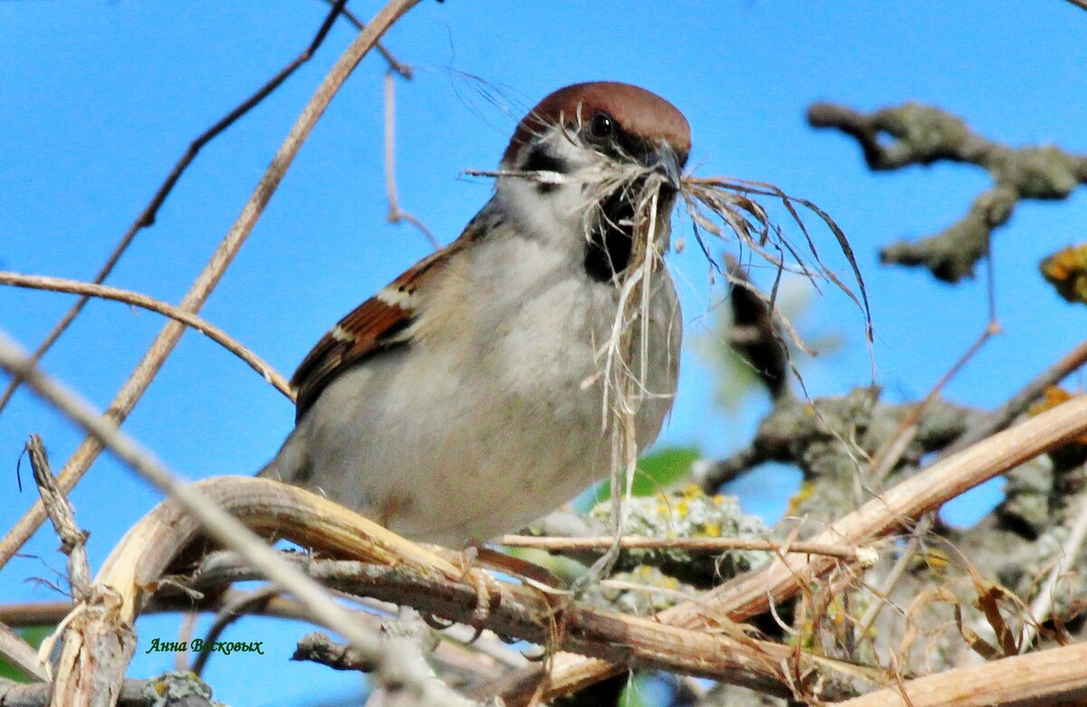 Всё для дома, для семьи. - Восковых Анна Васильевна 
