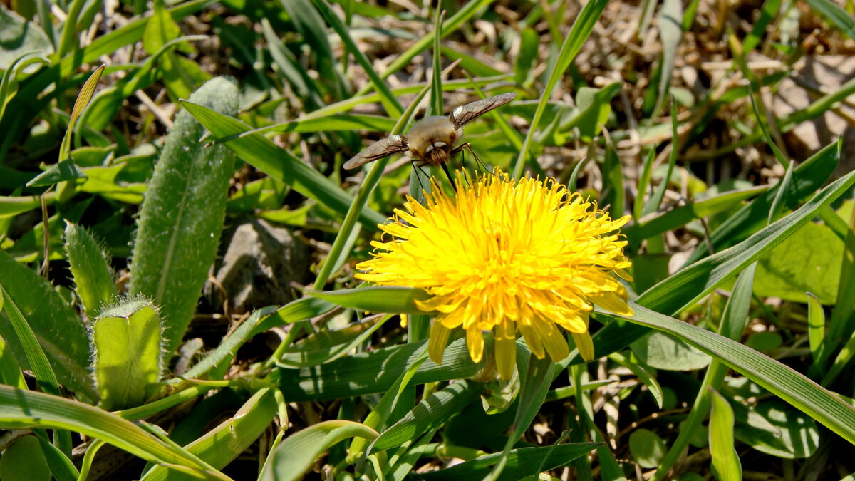 Одуванчик. - сергей ермошкин Одуванчик. - сергей ермошкин