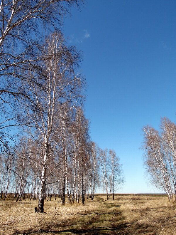 Весна,и чище небосвод... - nadyasilyuk Вознюк