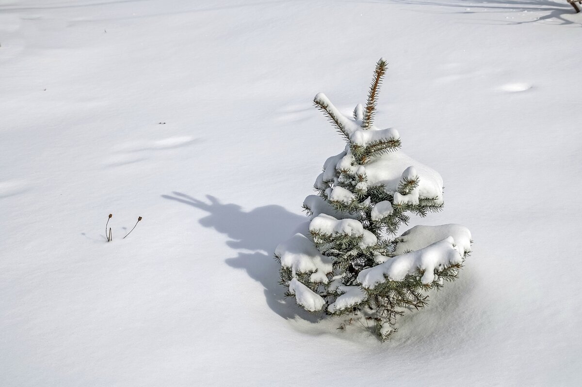 Присыпало ёлочку - Валерий Иванович