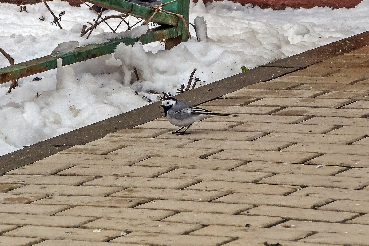 Рановато прилетела - Валерий Иванович