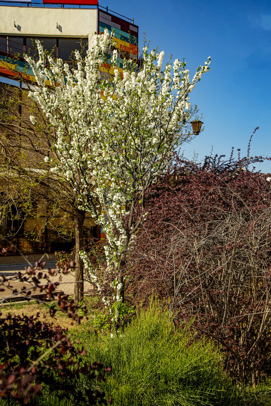 Фруктовое деревце - Анатолий Чикчирный