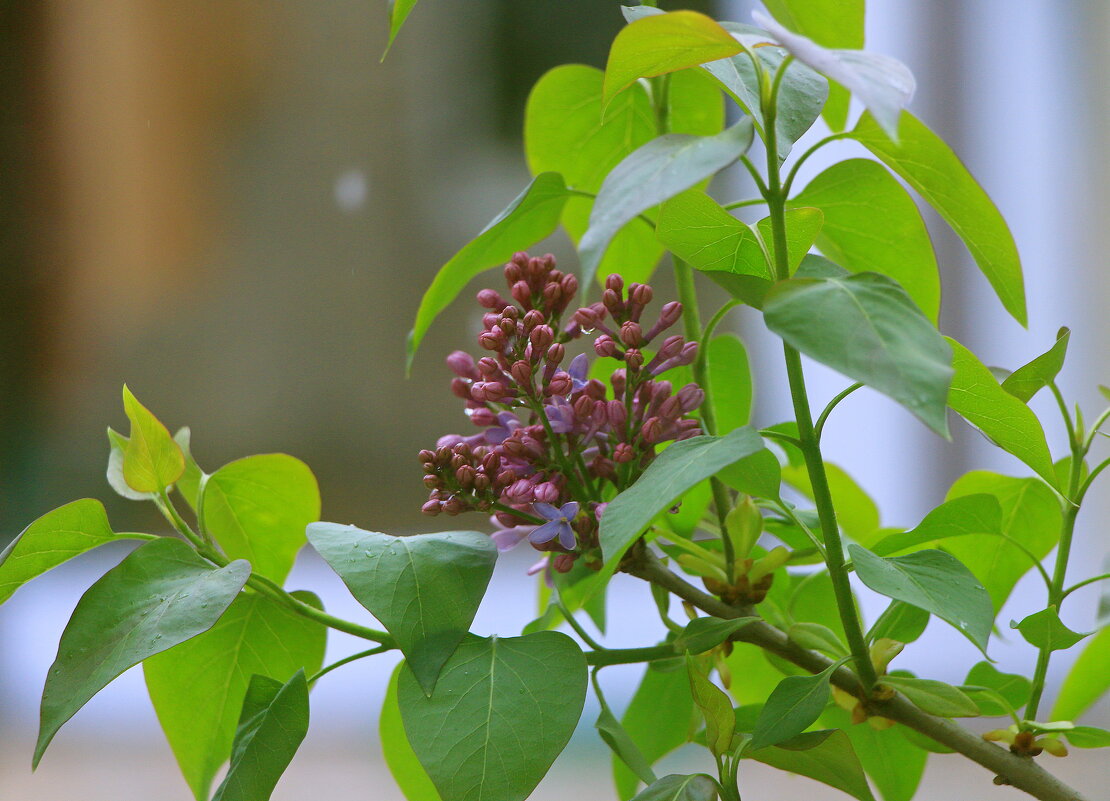 первая сирень - Игорь Kуленко
