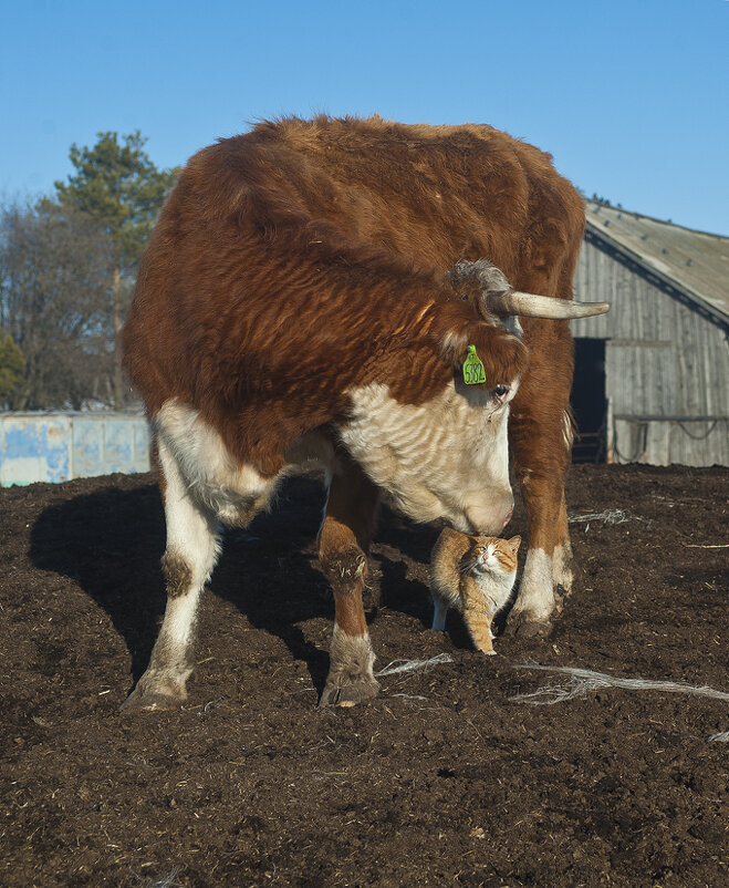 Союз рыжих... )) так взгляни, на меня, ну хоть один только раз)) - Владимир Хиль Союз рыжих... )) так взгляни, на меня, ну хоть один только раз)) - Владимир Хиль