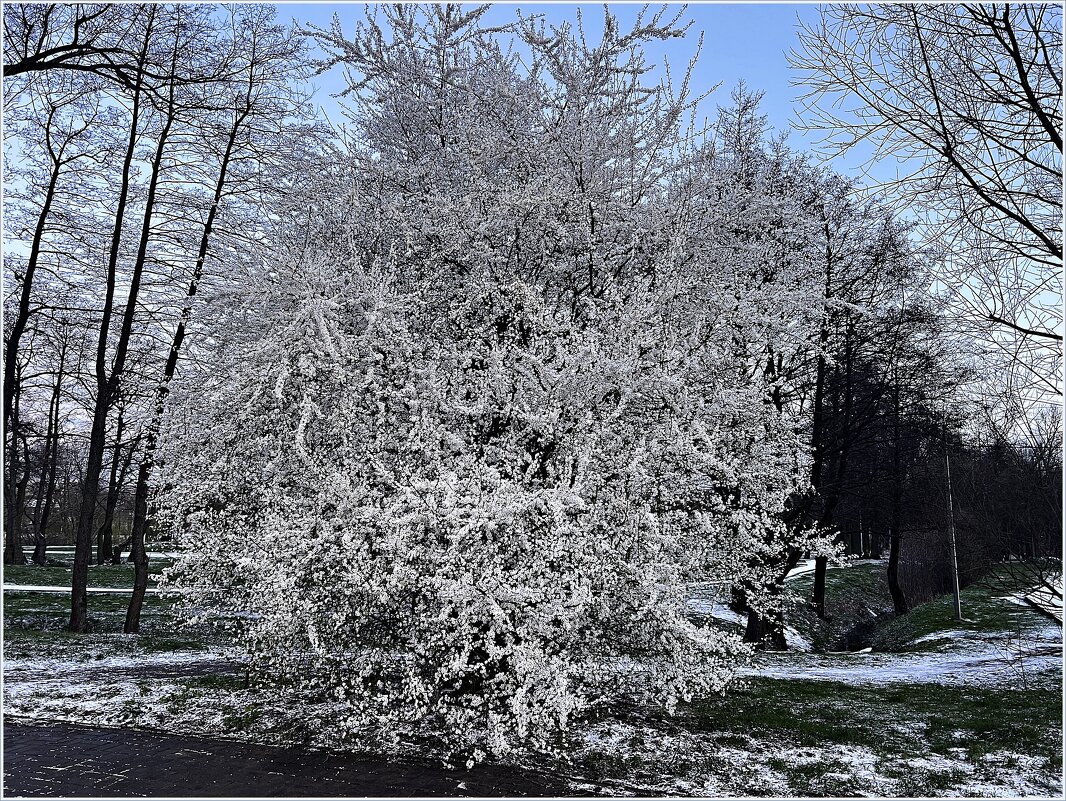 Вчера выпало немного снега не надолго. - Валерия Комова