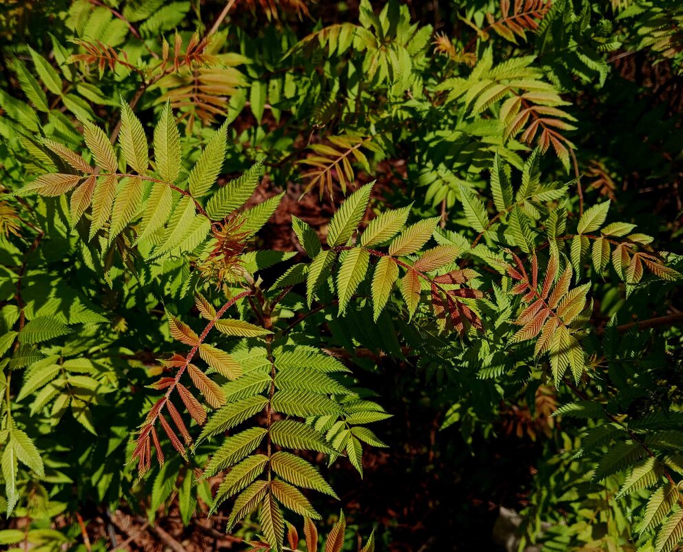 Весенние - Елена Семигина