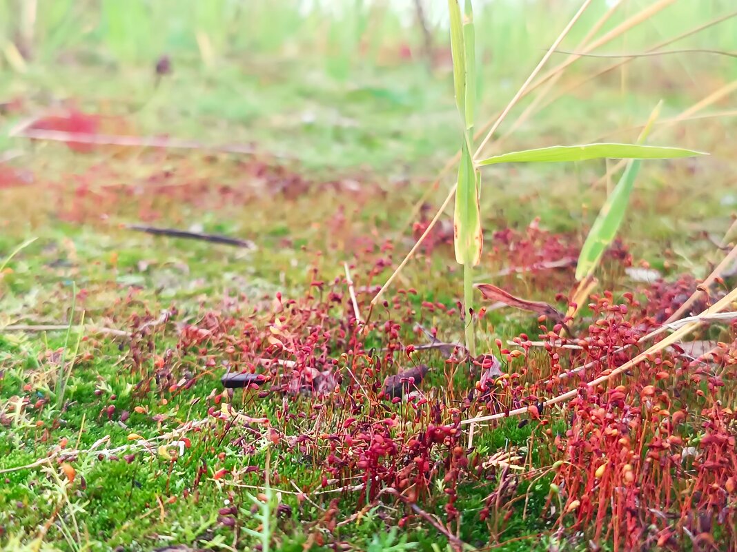 Лето в тундре - Павел Накоряков