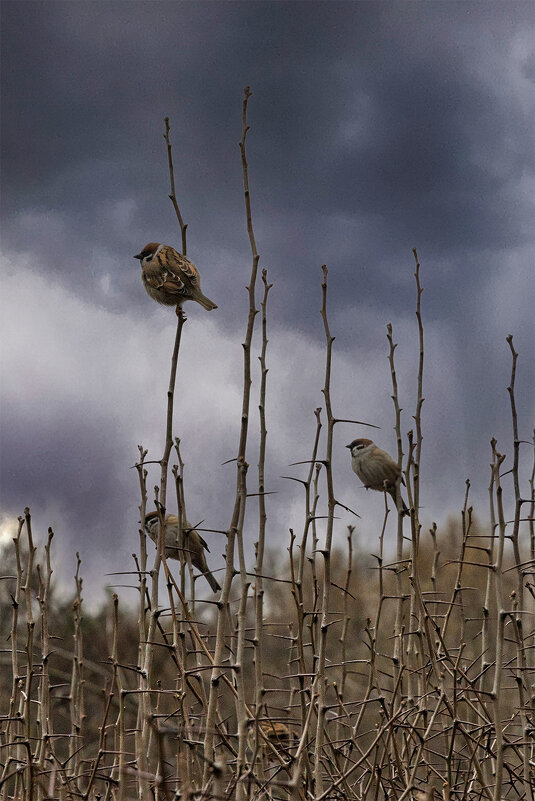 дозор - Michel дозор - Michel