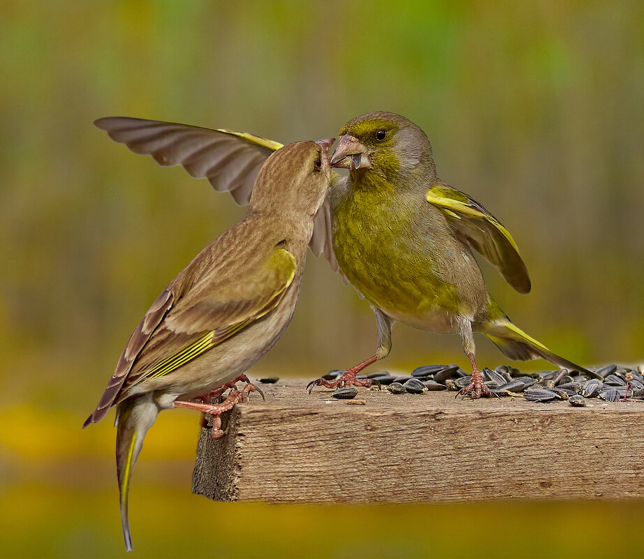 Туда лети.... - Александр Посошенко Туда лети.... - Александр Посошенко