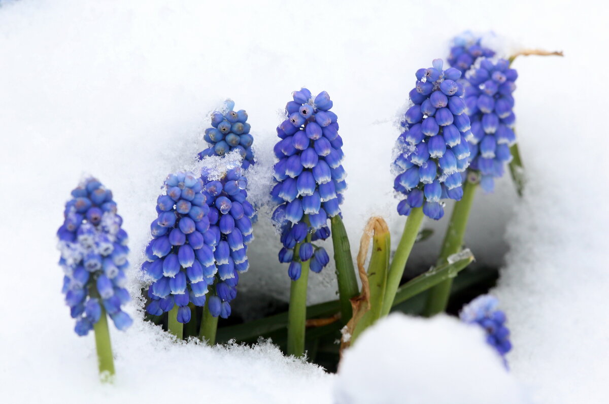6 апреля мускари - Михаил Бибичков 6 апреля мускари - Михаил Бибичков