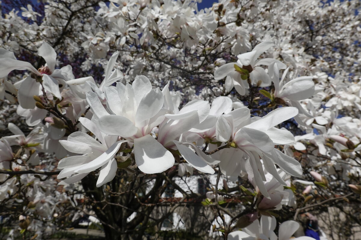 Весна на лепестках магнолии... магия небесной красоты... - Галина Весна на лепестках магнолии... магия небесной красоты... - Галина