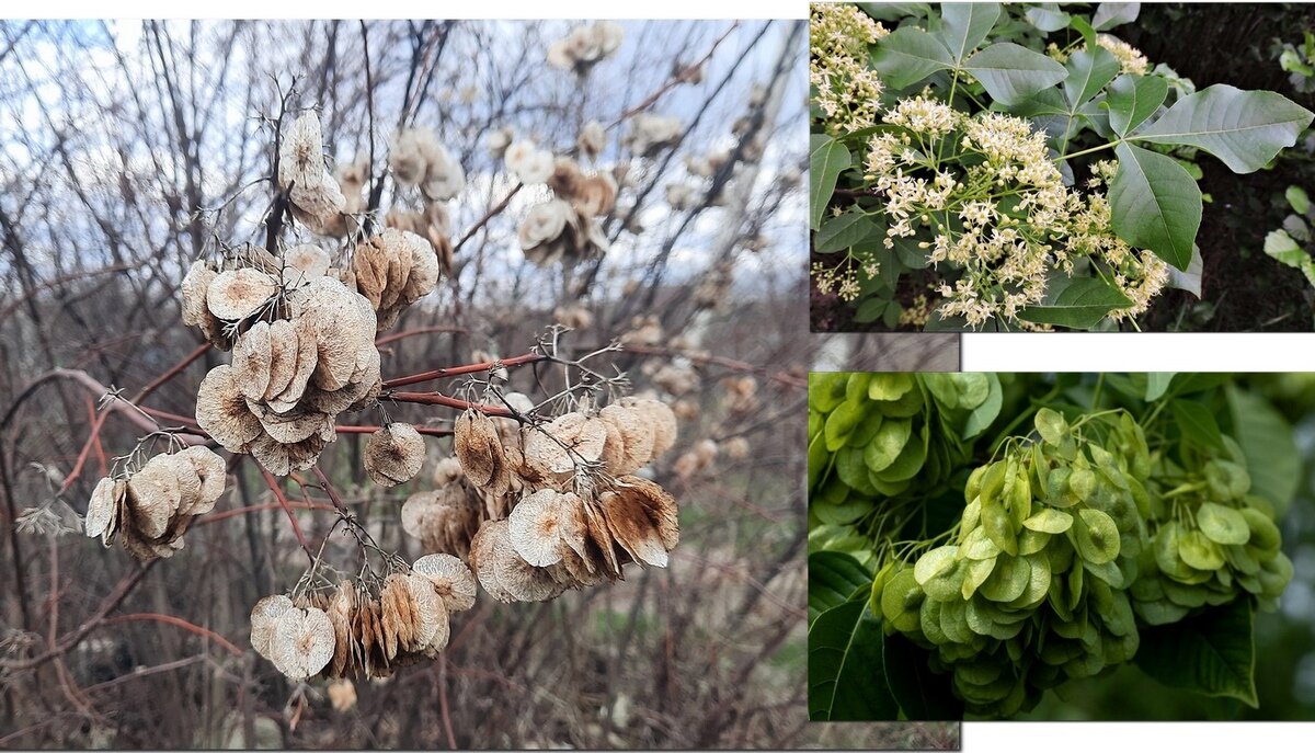 Птелея трёхлистная - Сеня Белгородский