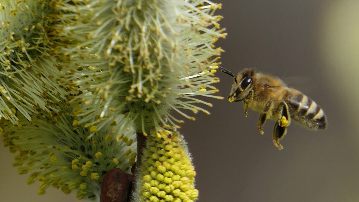 Мир Природы Bayreuth Tierpark... "Natural World" - "The Natural World" Александер Мир Природы Bayreuth Tierpark... "Natural World" - "The Natural World" Александер