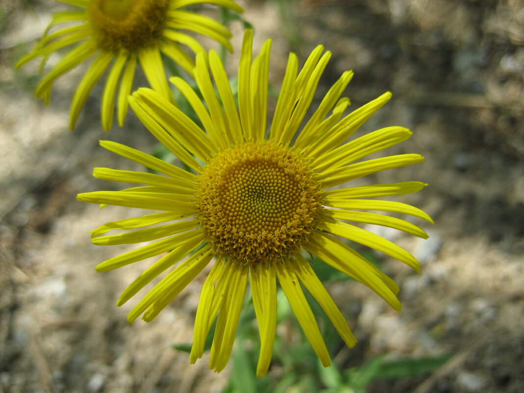 Девясил - Anna Ivanova