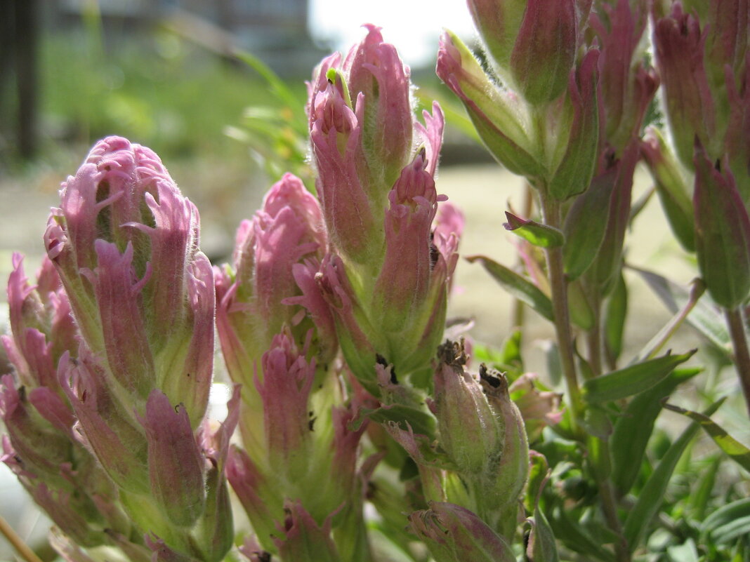 У обочины / кастиллея - Anna Ivanova