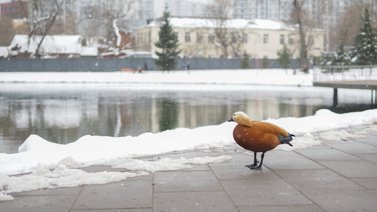 Из Жизни Уток - юрий поляков