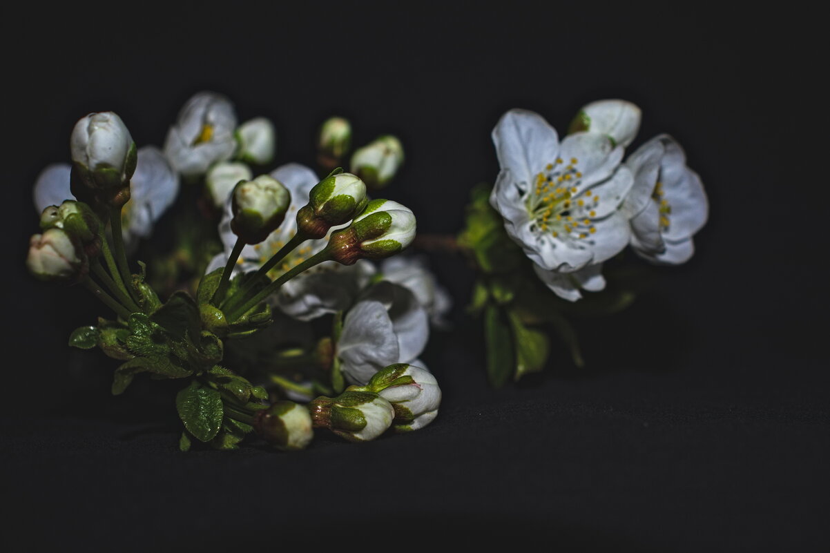 Веточка вишни - Giant Tao /