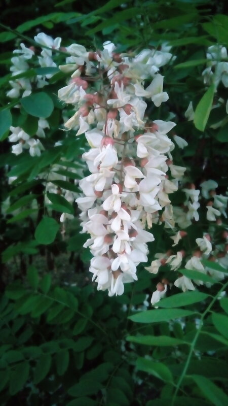 ,,, - Сергей Тимоновский