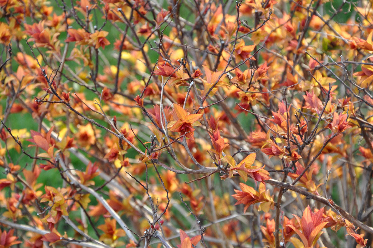 Весенние кустики - Татьяна Машошина