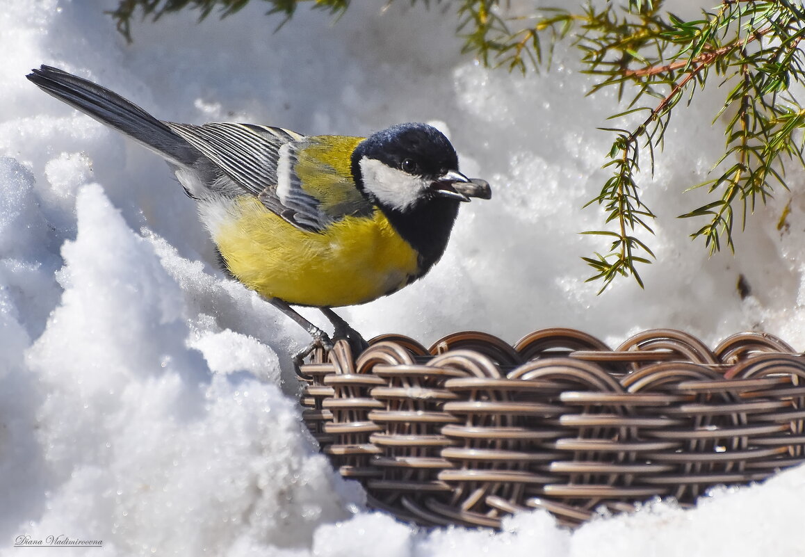 БОЛЬШАЯ СИНИЦА. - DianaVladimirovna БОЛЬШАЯ СИНИЦА. - DianaVladimirovna