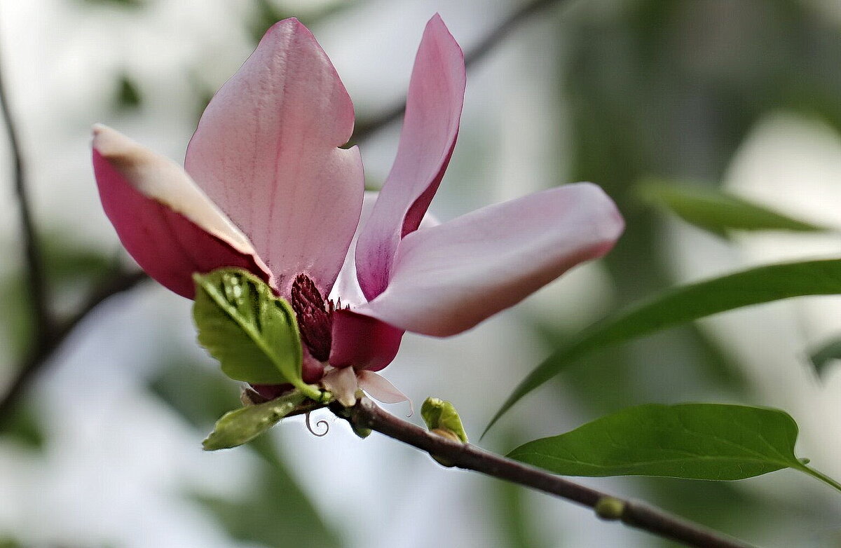 Магнолия - ZNatasha -