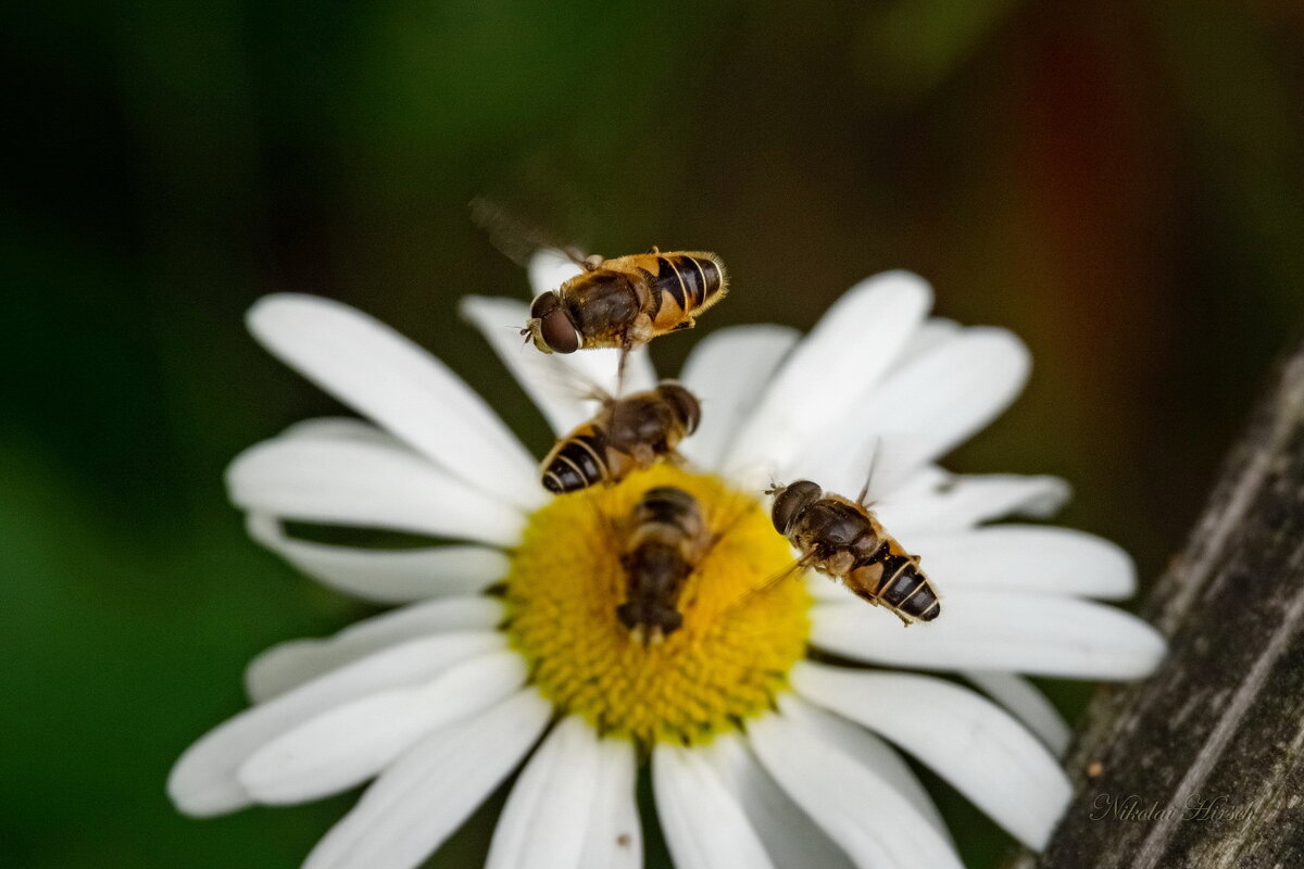Танец над ромашкой... - Николай Гирш