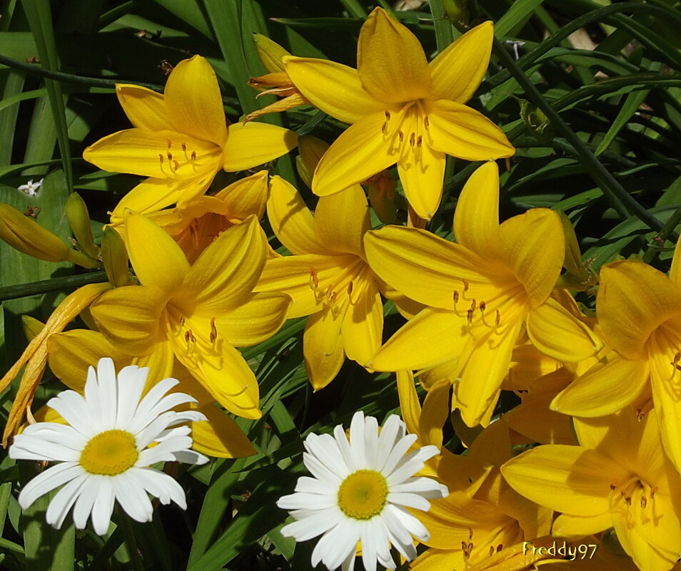 Весенние цветы - Freddy 97