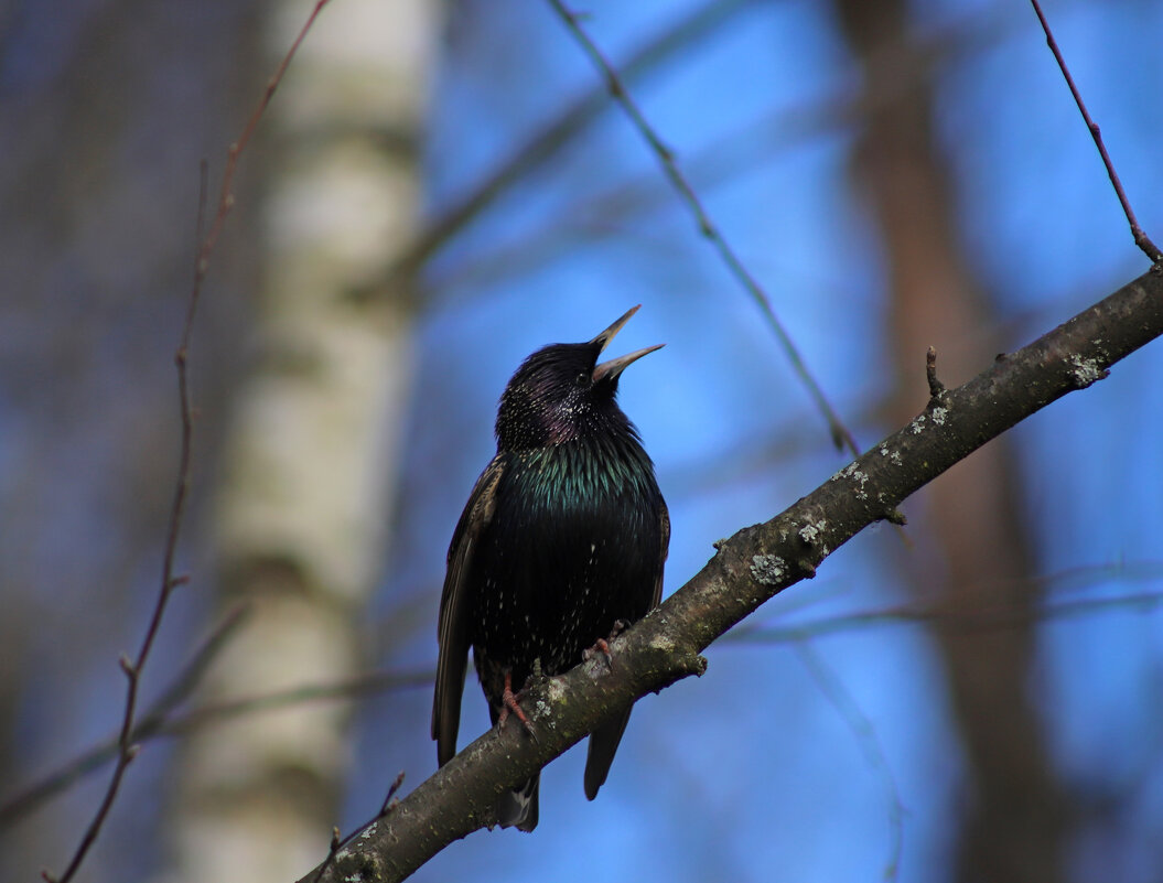 Апрель - краснов юрий 