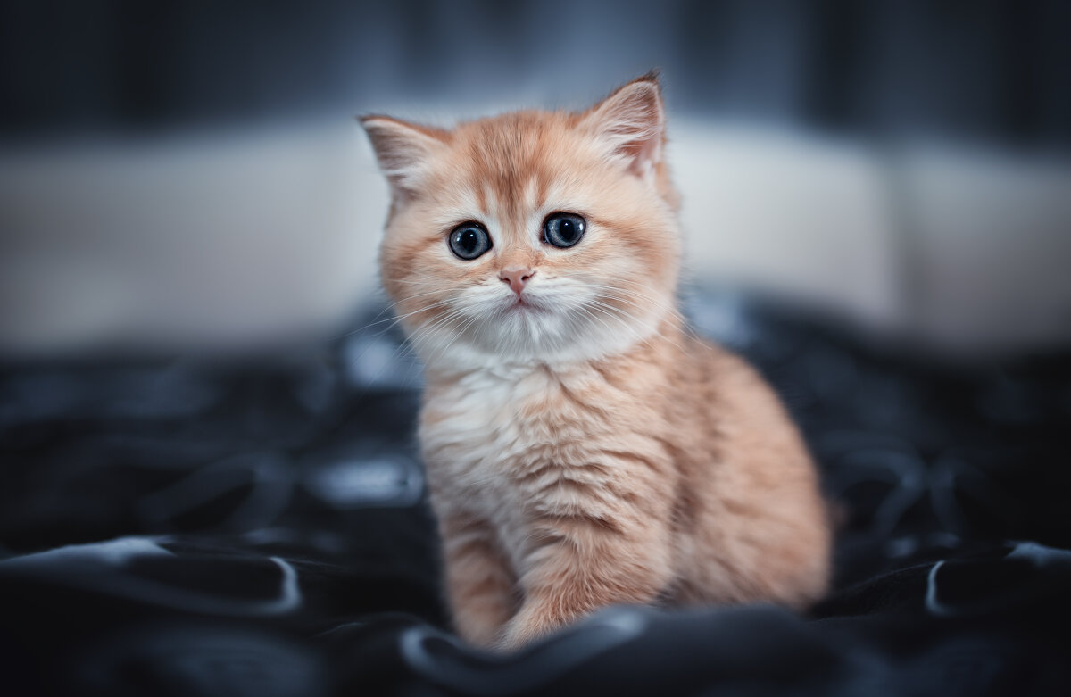 Проснулся) - Лилия .