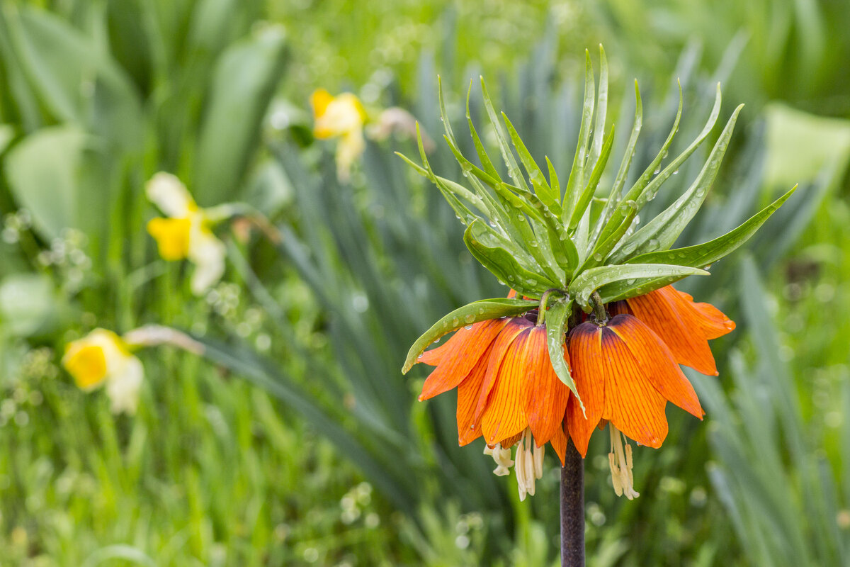 Жертва селекции - Коля Лукашов