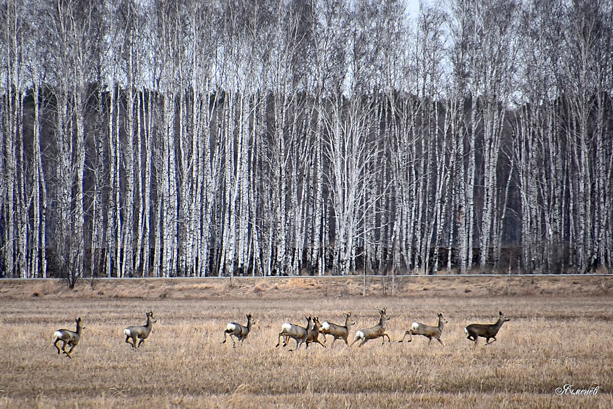 На весенних полях - Геннадий Ячменев