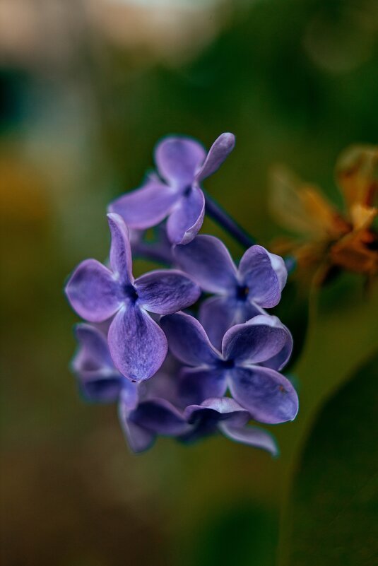 *** - Яна Горбунова