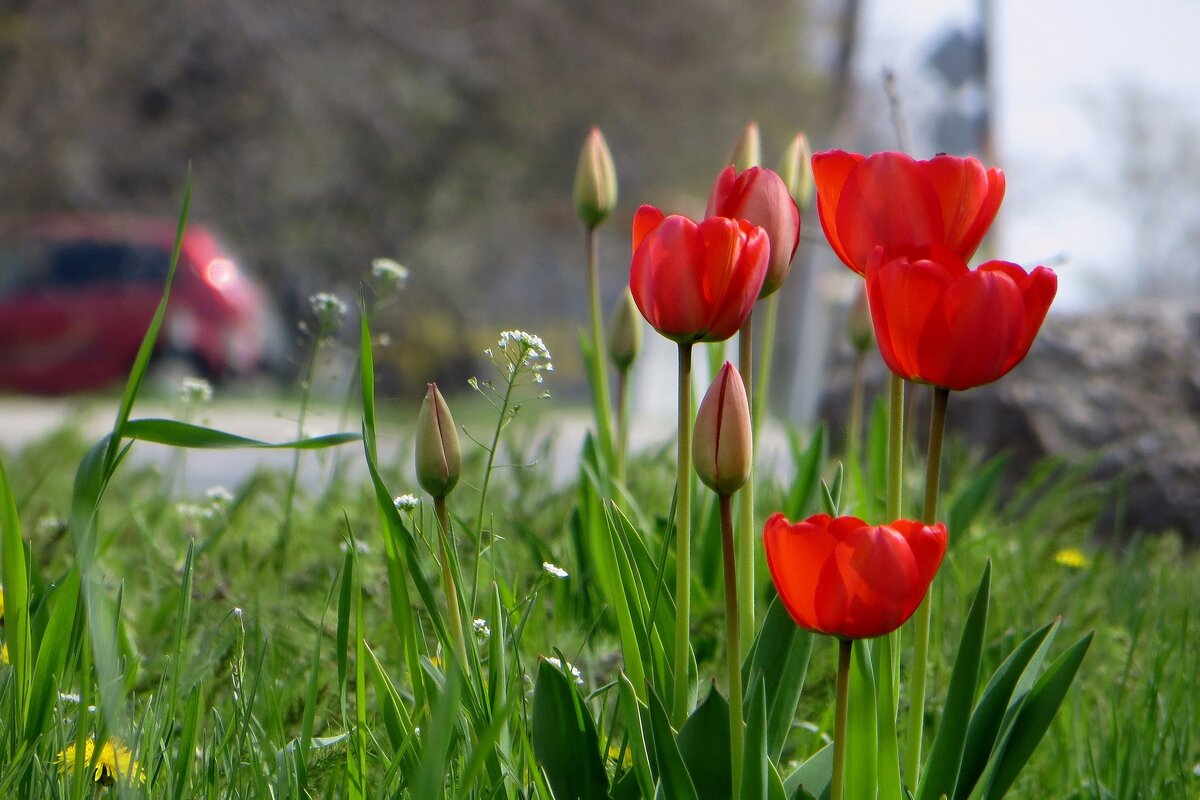 Городской этюд с тюльпанами - Татьяна Смоляниченко