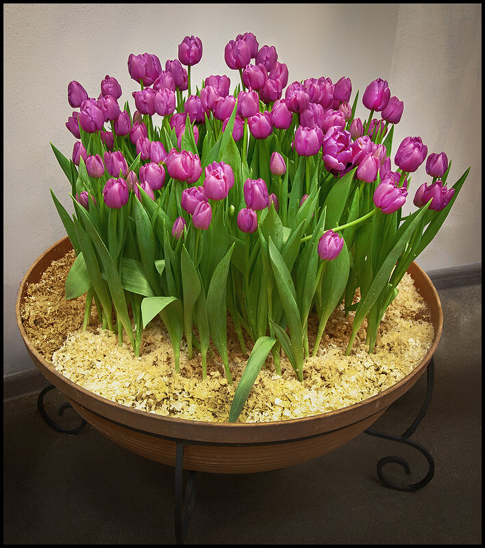 С фестиваля тюльпанов и сирени в ботаническом саду. - Лилия *