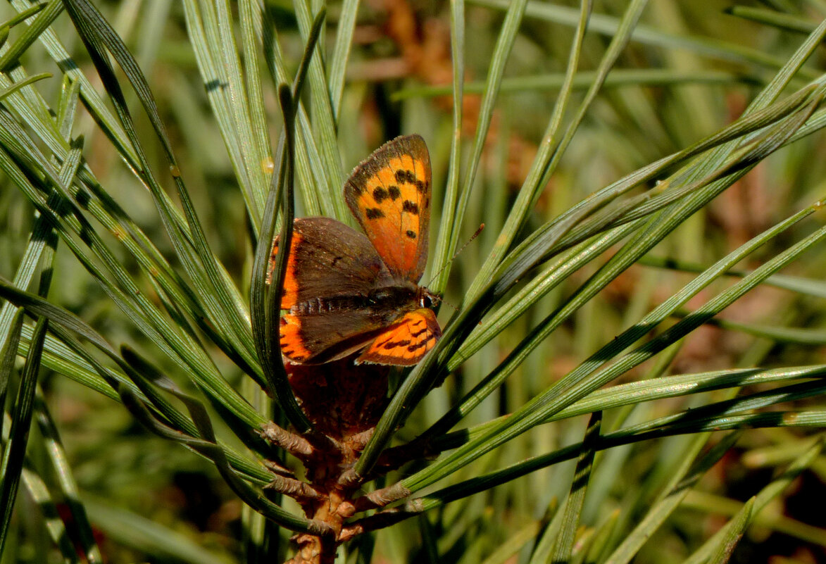 про червонцев 2 - Александр Прокудин про червонцев 2 - Александр Прокудин