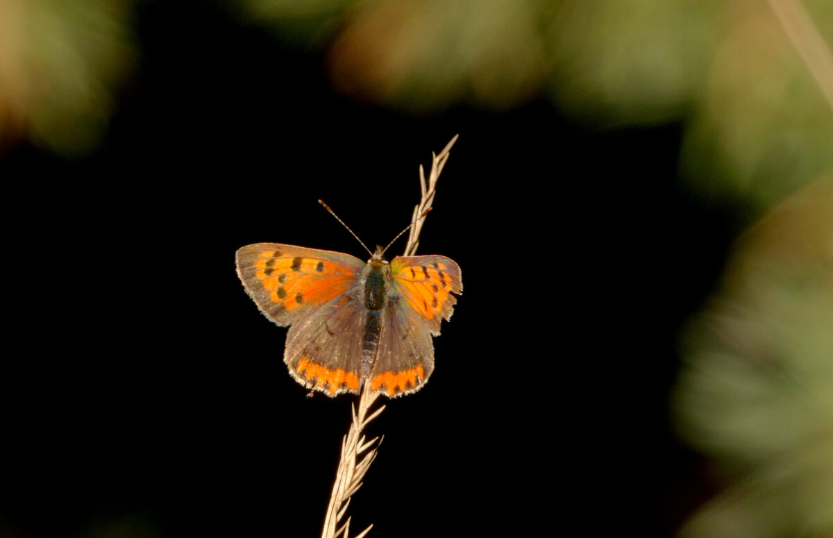 про червонцев 5 - Александр Прокудин