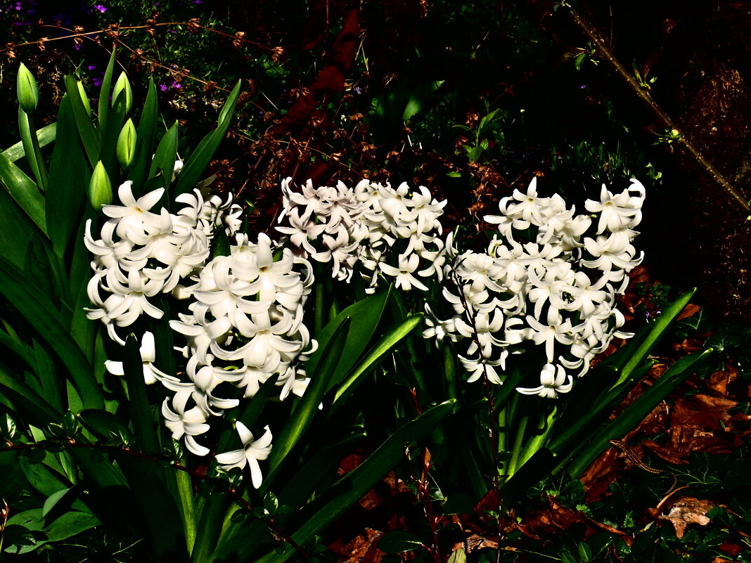 Весенние зарисовки 83 - Алексей Кузнецов