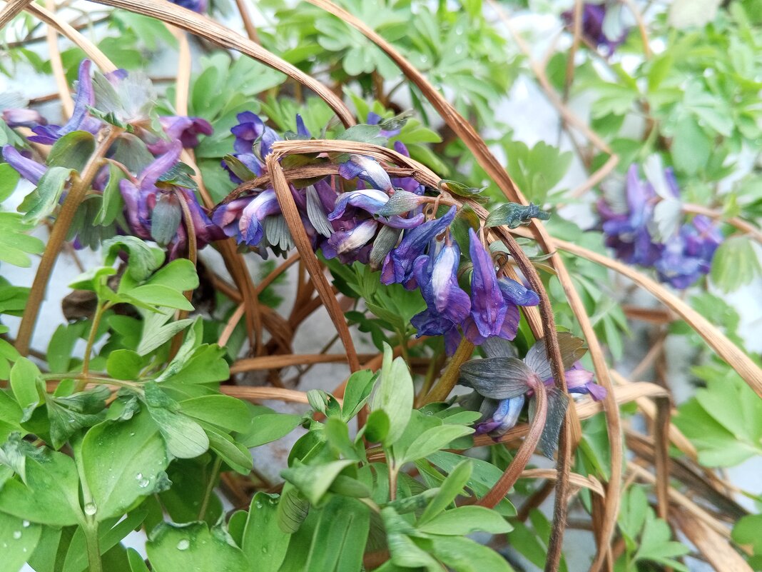 Хохлатка - Сапсан 