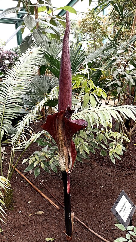 В Аптекарском огороде - Татьяна Тюменка В Аптекарском огороде - Татьяна Тюменка