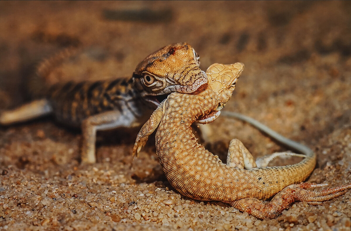 " Пустынный варан" - Ольга " Пустынный варан" - Ольга