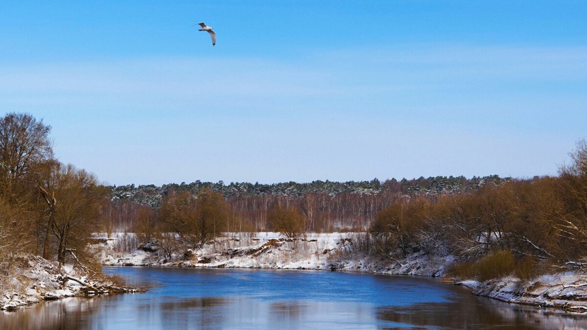 Чайка над Днепром - Милешкин Владимир Алексеевич 