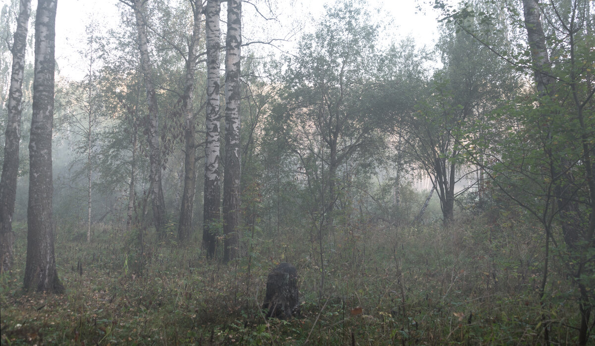 Утро туманное. - Владимир Безбородов