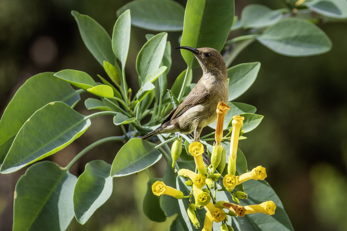 Палестинская нектарница. - Alexander Amromin Палестинская нектарница. - Alexander Amromin