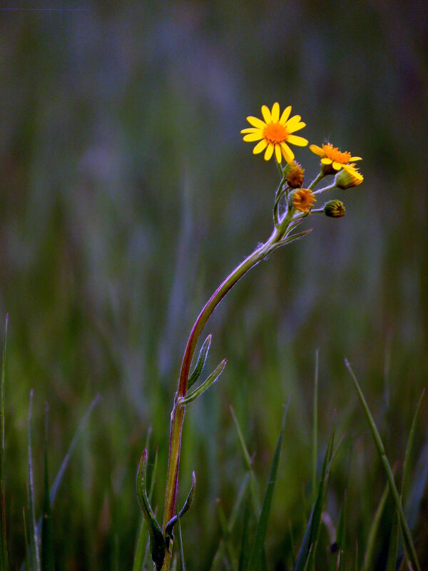 Одинокий. - nadyasilyuk Вознюк Одинокий. - nadyasilyuk Вознюк