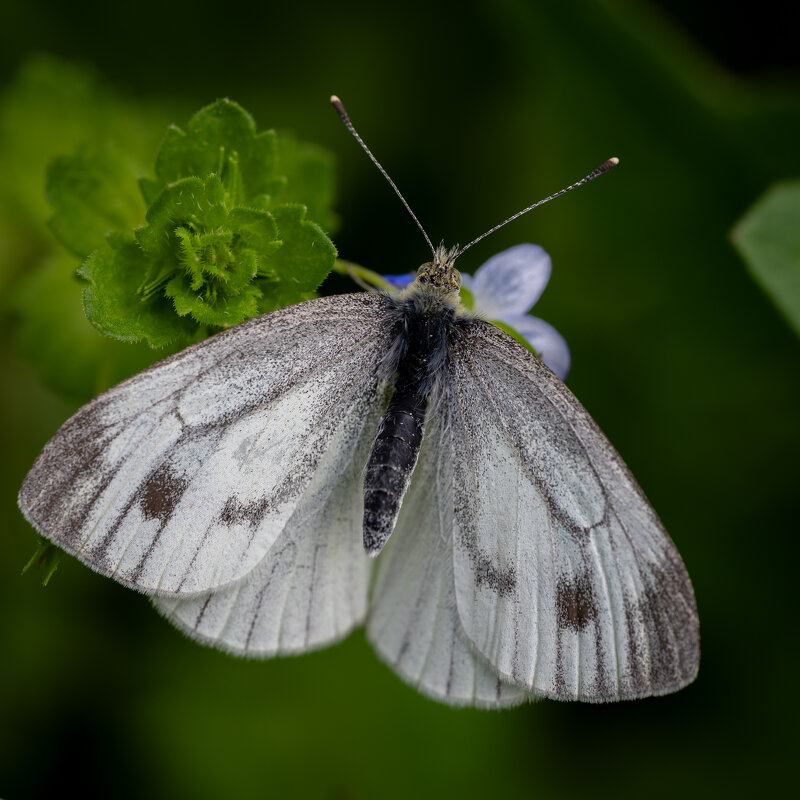 Бабочка - Referee (Дмитрий)